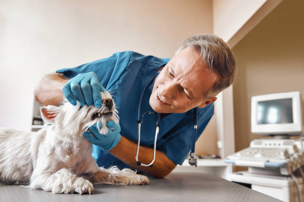 Best Emergency Gum Treatment in West Haven, CT